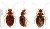 Dasycerus sulcatus